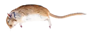 Jumping Rat Isolated Background PNG Image