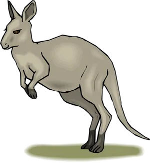 Kangaroo Cartoon Illustration PNG Image