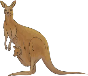 Kangarooand Joey Illustration PNG Image