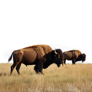 Kansas Bison On The Prairie Png Oyl32 PNG Image