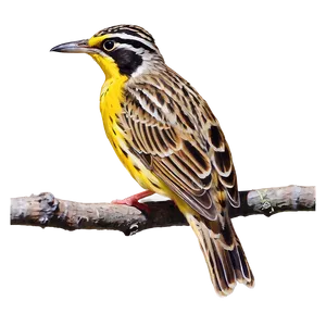 Kansas State Bird - Western Meadowlark Png Lkh90 PNG Image