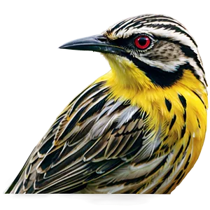 Kansas State Bird - Western Meadowlark Png Tum11 PNG Image