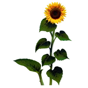 Kansas State Flower - Sunflower Png 06202024 PNG Image