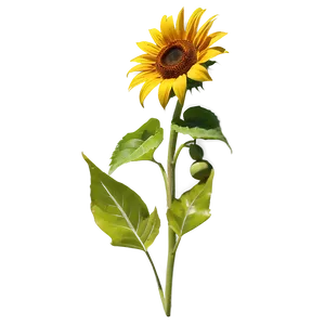 Kansas State Flower - Sunflower Png Lxu20 PNG Image