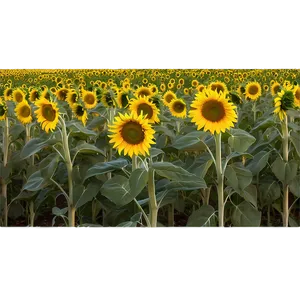 Kansas Sunflower Field Png 39 PNG Image