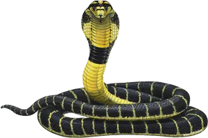 King Cobra Displaying Hood PNG Image