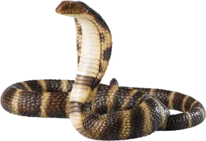 King Cobra Displaying Hood PNG Image