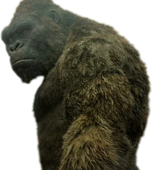 King Kong Profile Portrait PNG Image