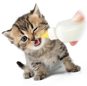 Kitten Drinking Milk From Bottle PNG Image