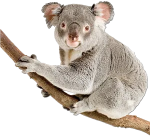 Koala Clingingto Branch PNG Image