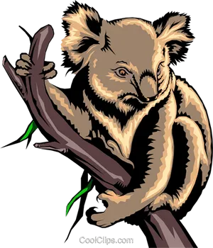 Koala Clingingto Tree Branch PNG Image