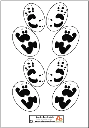 Koala Footprints Illustration PNG Image