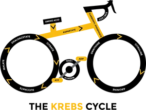 Krebs Cycle Bicycle Diagram PNG Image