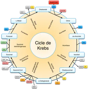 Krebs Cycle Diagram Spanish PNG Image