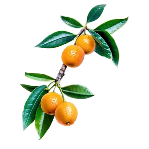 Kumquat Branch Png 50 PNG Image