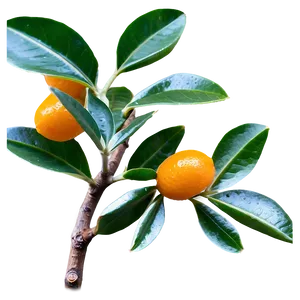 Kumquat Branch Png Arx PNG Image