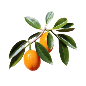 Kumquat Branch Png Lid PNG Image