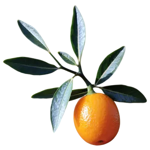 Kumquat Cluster Png 63 PNG Image