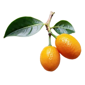 Kumquat Cluster Png Xvf11 PNG Image