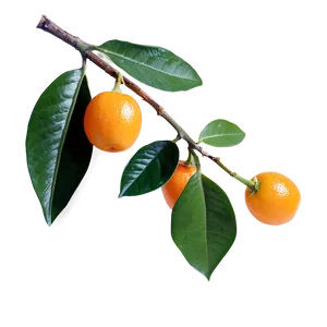 Kumquat With Leaves Png Txu65 PNG Image