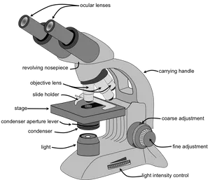 Labeled Compound Microscope Diagram PNG Image