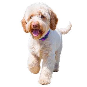 Labradoodle At The Beach Png 06262024 PNG Image