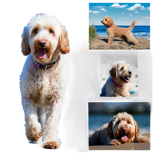 Labradoodle At The Beach Png Xod65 PNG Image