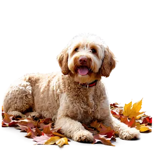 Labradoodle In Autumn Leaves Png Ihy24 PNG Image