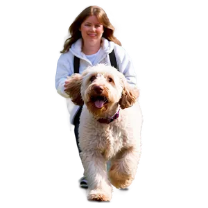 Labradoodle On A Walk Png Tle PNG Image