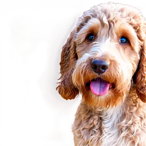 Labradoodle Puppy Eyes Png 67 PNG Image