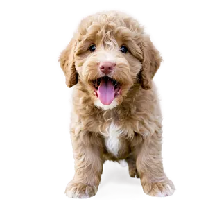 Labradoodle Puppy Yawn Png Vwh64 PNG Image