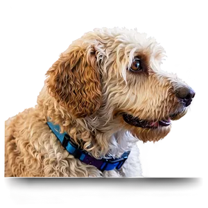 Labradoodle Waiting For Walk Png Plm53 PNG Image