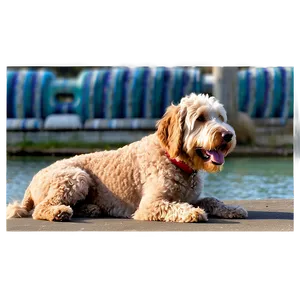 Labradoodle With Kids Png 06262024 PNG Image