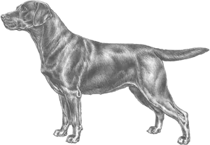 Labrador Retriever Sketch PNG Image