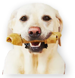 Labrador Retriever With Bone PNG Image