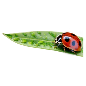 Ladybug On Leaf PNG 06112024 PNG