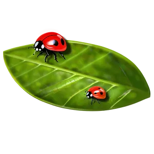 Ladybug On Leaf PNG 69 PNG