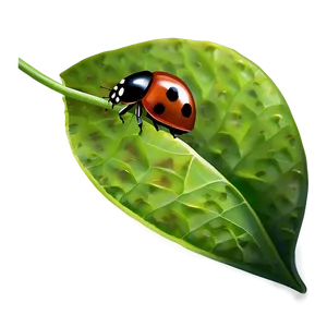 Ladybug On Leaf PNG Kwm85 PNG