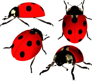 Ladybugsin Darkness PNG Image