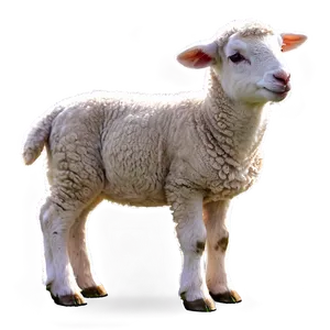 Lamb Cutout Png 06202024 PNG Image