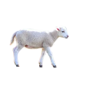 Lamb Illustration Png 16 PNG Image