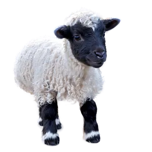 Lamb Illustration Png Nya PNG Image