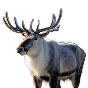 Lappish Reindeer Finland Png 06232024 PNG Image