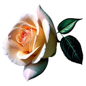 Large Blooming Rose Png 06252024 PNG Image