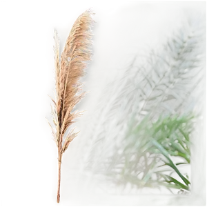 Large Pampas Background Png 30 PNG Image