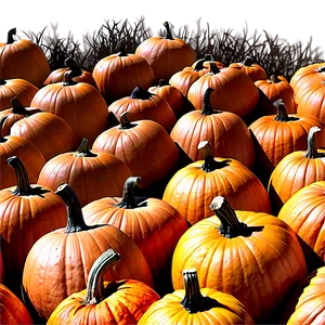 Large Pumpkin Patch Png Dtq46 PNG Image