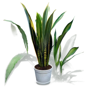 Large Snake Plant Png Abx55 PNG Image