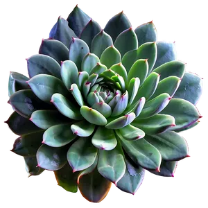 Large Succulent Plants Png 50 PNG Image