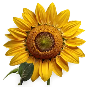 Large Sunflower Png 06252024 PNG Image