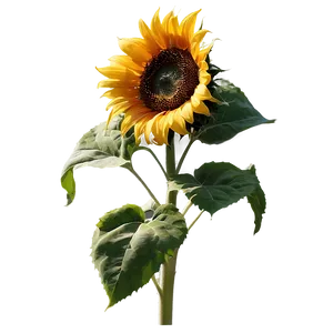 Large Sunflower Png Ski PNG Image